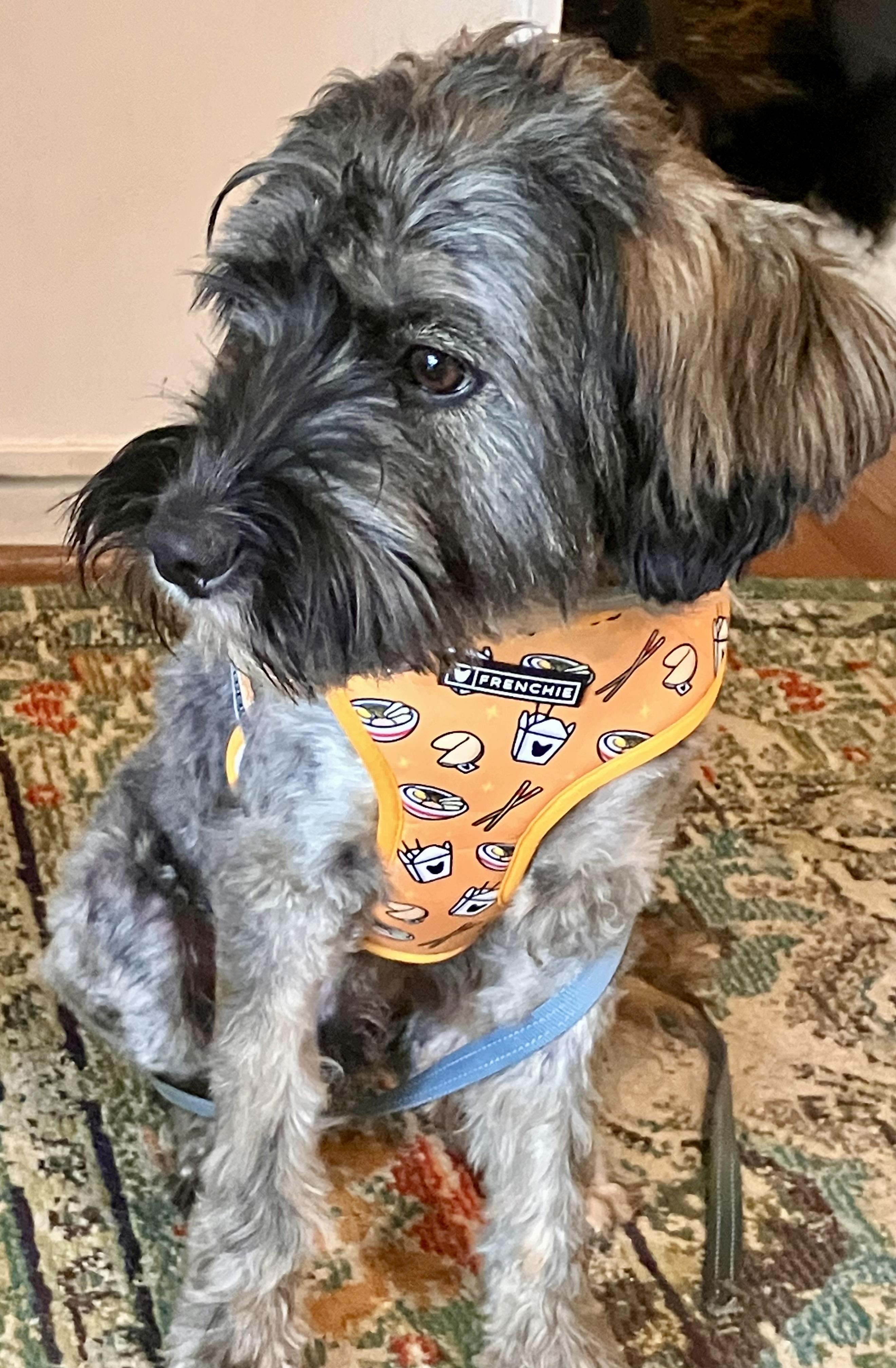 Rascal, a Adoptable mixed breed in Falls Church, VA image 2/3