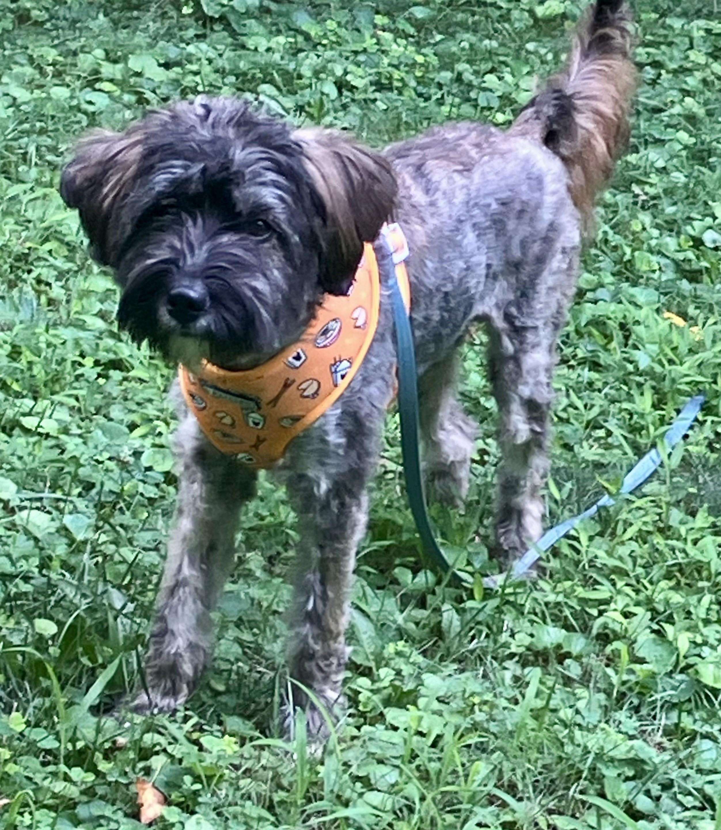 Rascal, Adoptable, Young Male Labradoodle & Terrier.