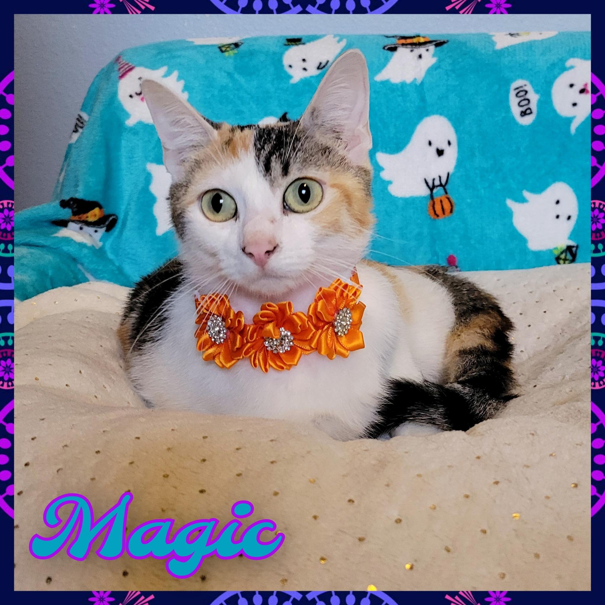 Enlarge Magic, a Adoptable Domestic Short Hair in Daingerfield, TX image 1/1
