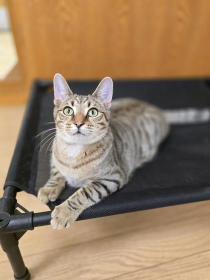 Barney, ADOPTABLE, Young Male Domestic Short Hair.