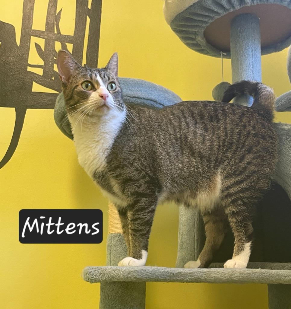 Mittens, Adoptable, Adult Female Domestic Short Hair.