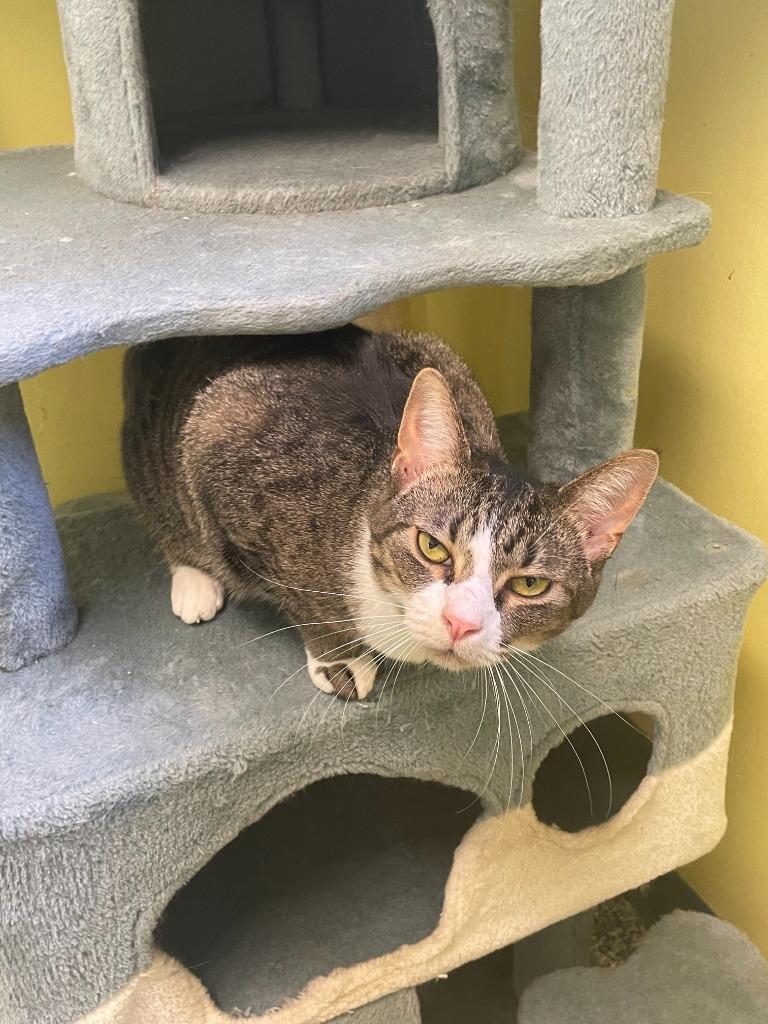 Enlarge Mittens, a Adoptable mixed breed in Maumelle, AR image 2/6