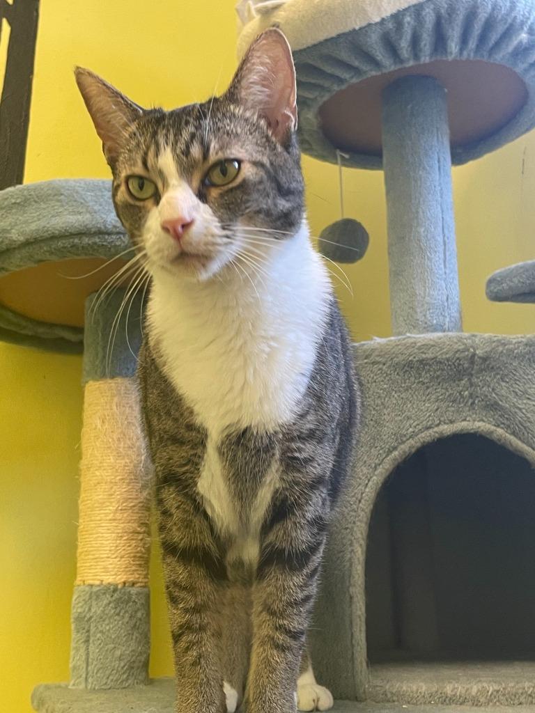 Enlarge Mittens, a Adoptable mixed breed in Maumelle, AR image 3/6