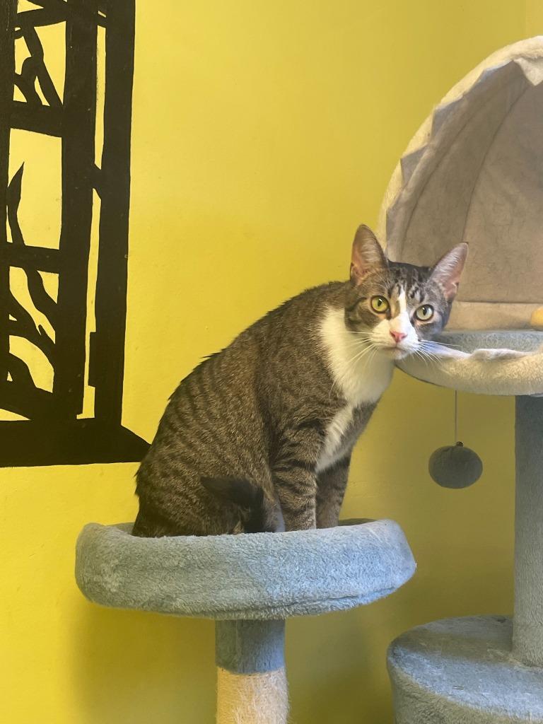 Enlarge Mittens, a Adoptable mixed breed in Maumelle, AR image 4/6