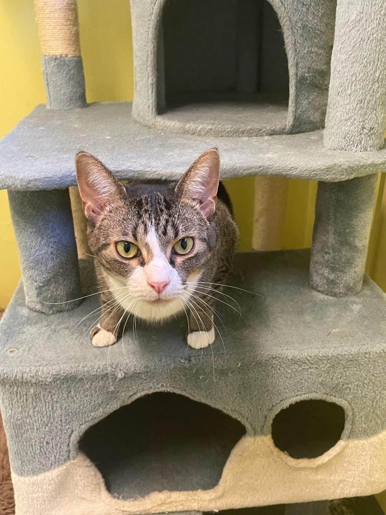 Enlarge Mittens, a Adoptable mixed breed in Maumelle, AR image 5/6