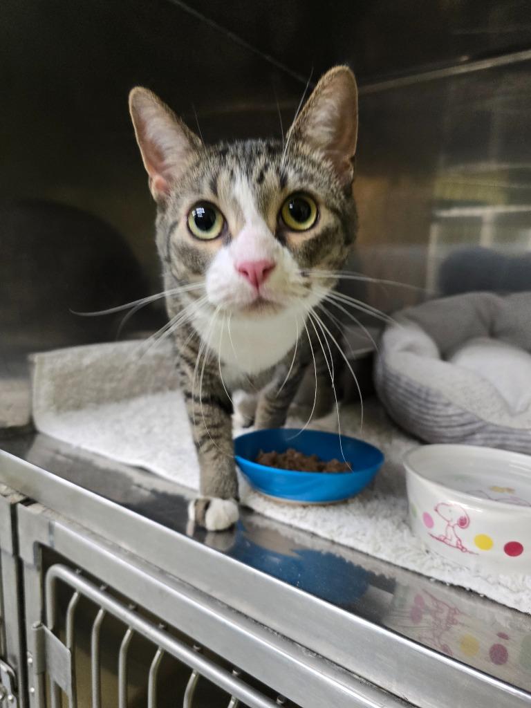 Enlarge Mittens, a Adoptable mixed breed in Maumelle, AR image 6/6