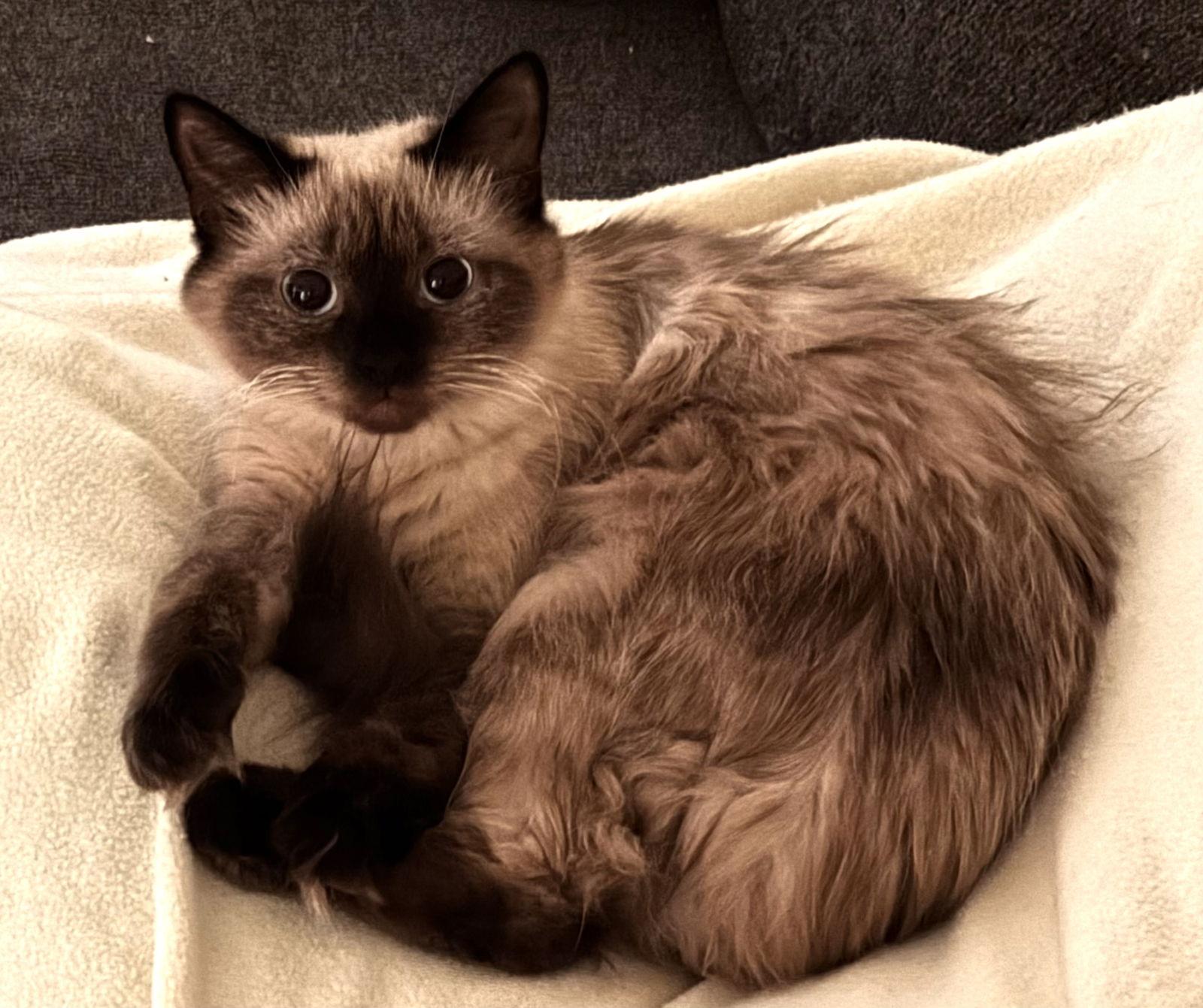 Tilly — thumbnail 2