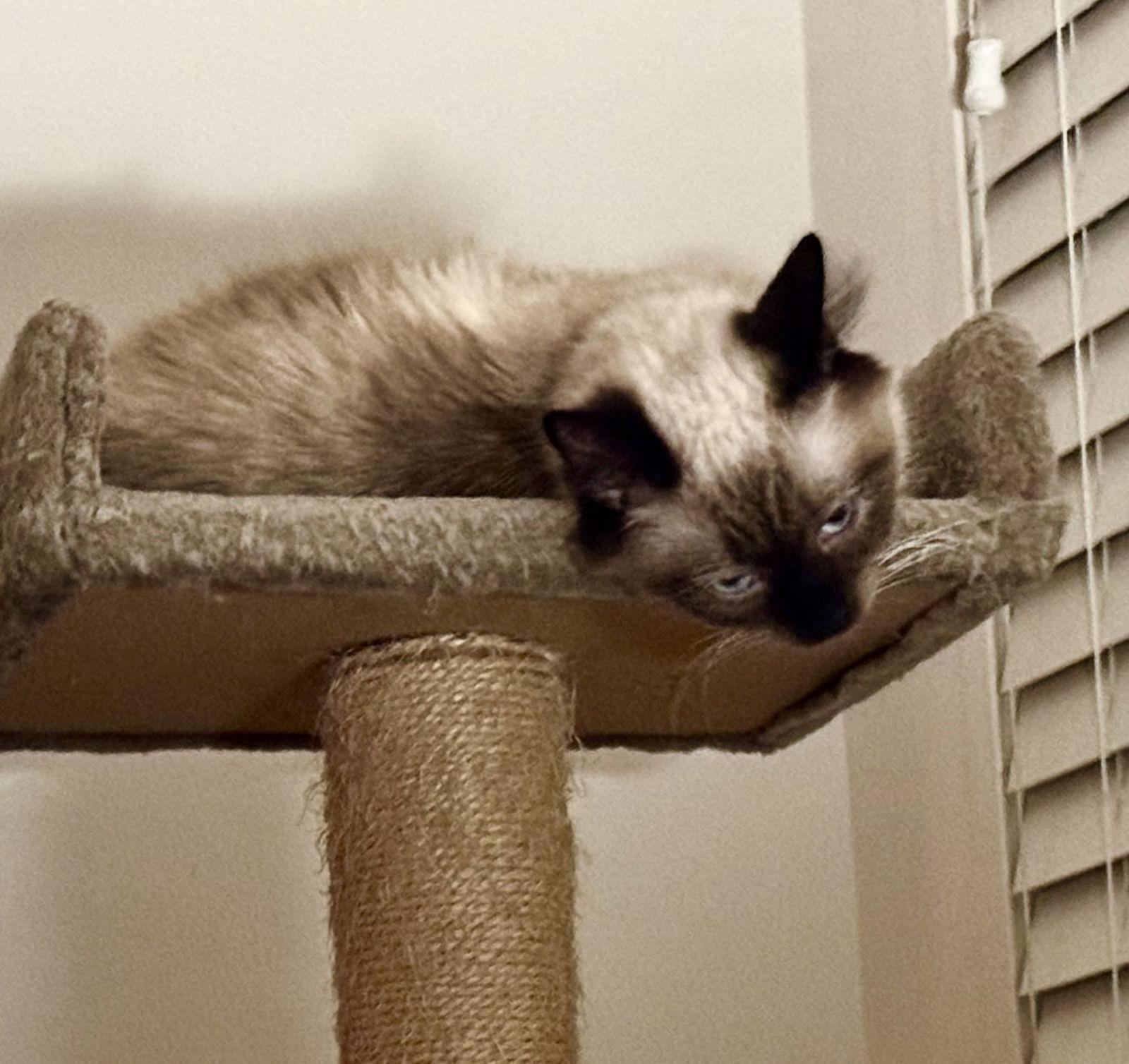 Tilly — thumbnail 3