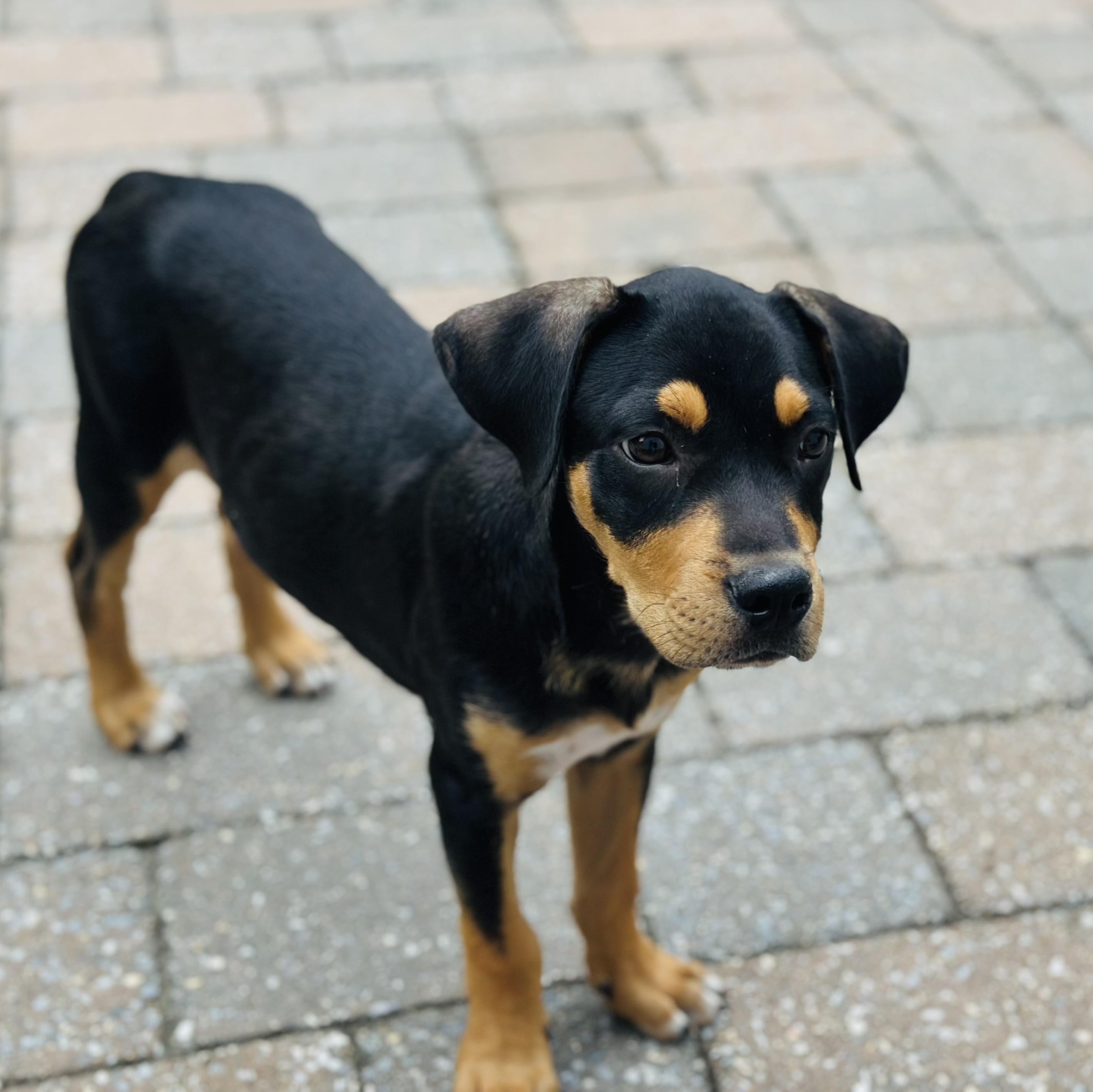 Maverick, a ADOPTABLE mixed breed in South Plainfield, NJ image 2/4