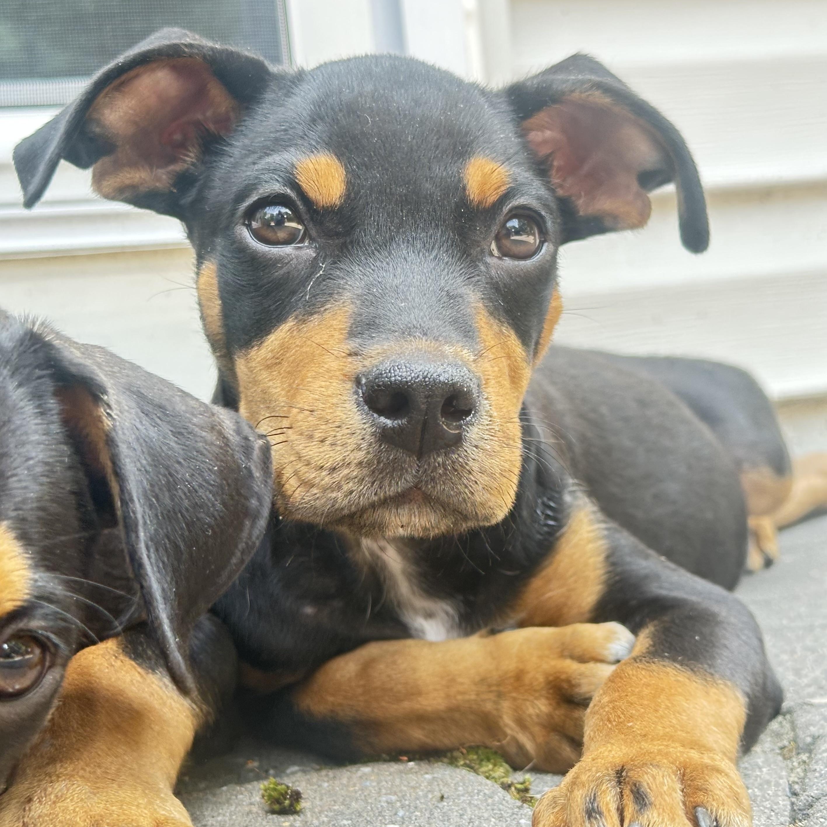 Maverick, ADOPTABLE, Puppy Male Mixed Breed.