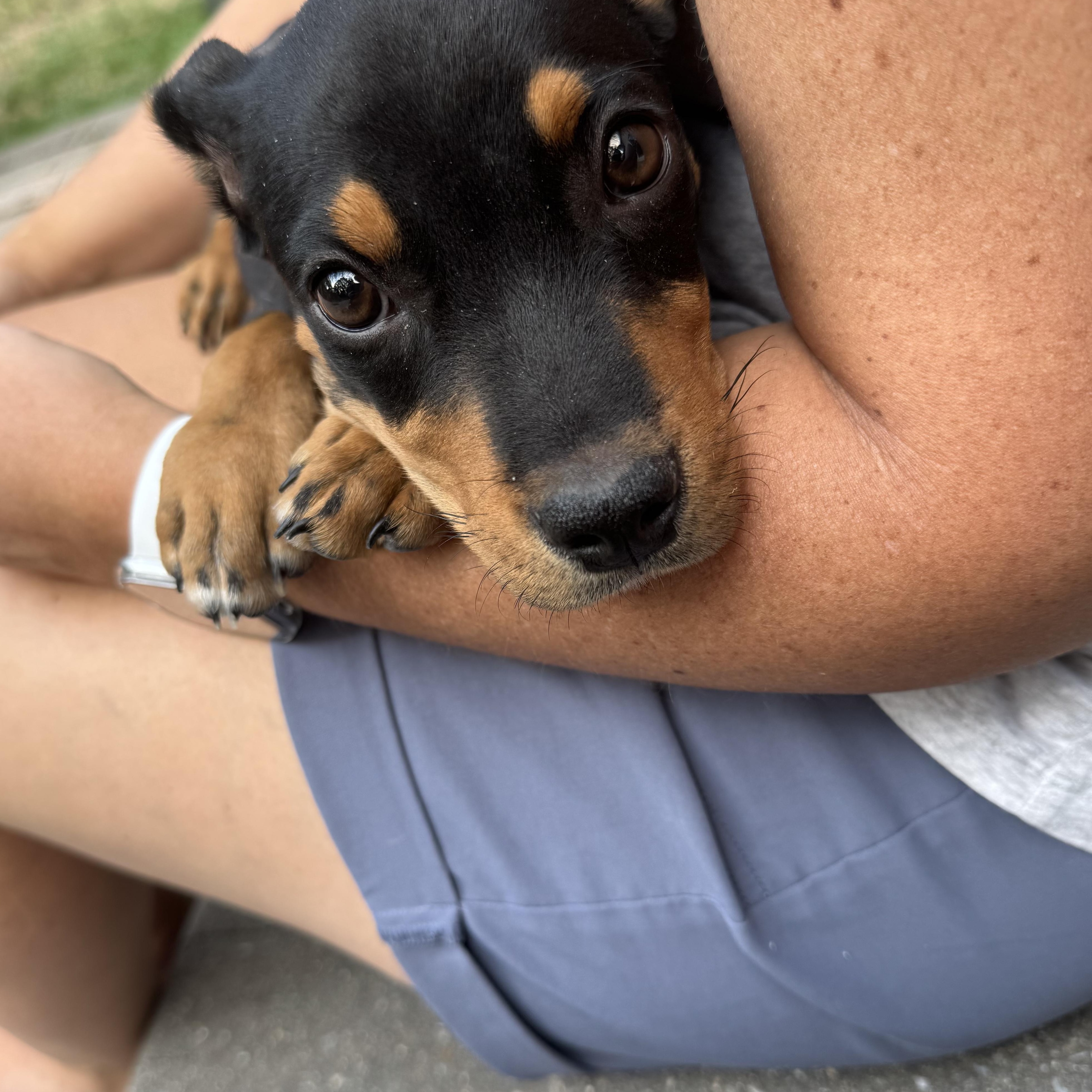 Maverick, a ADOPTABLE mixed breed in South Plainfield, NJ image 3/4