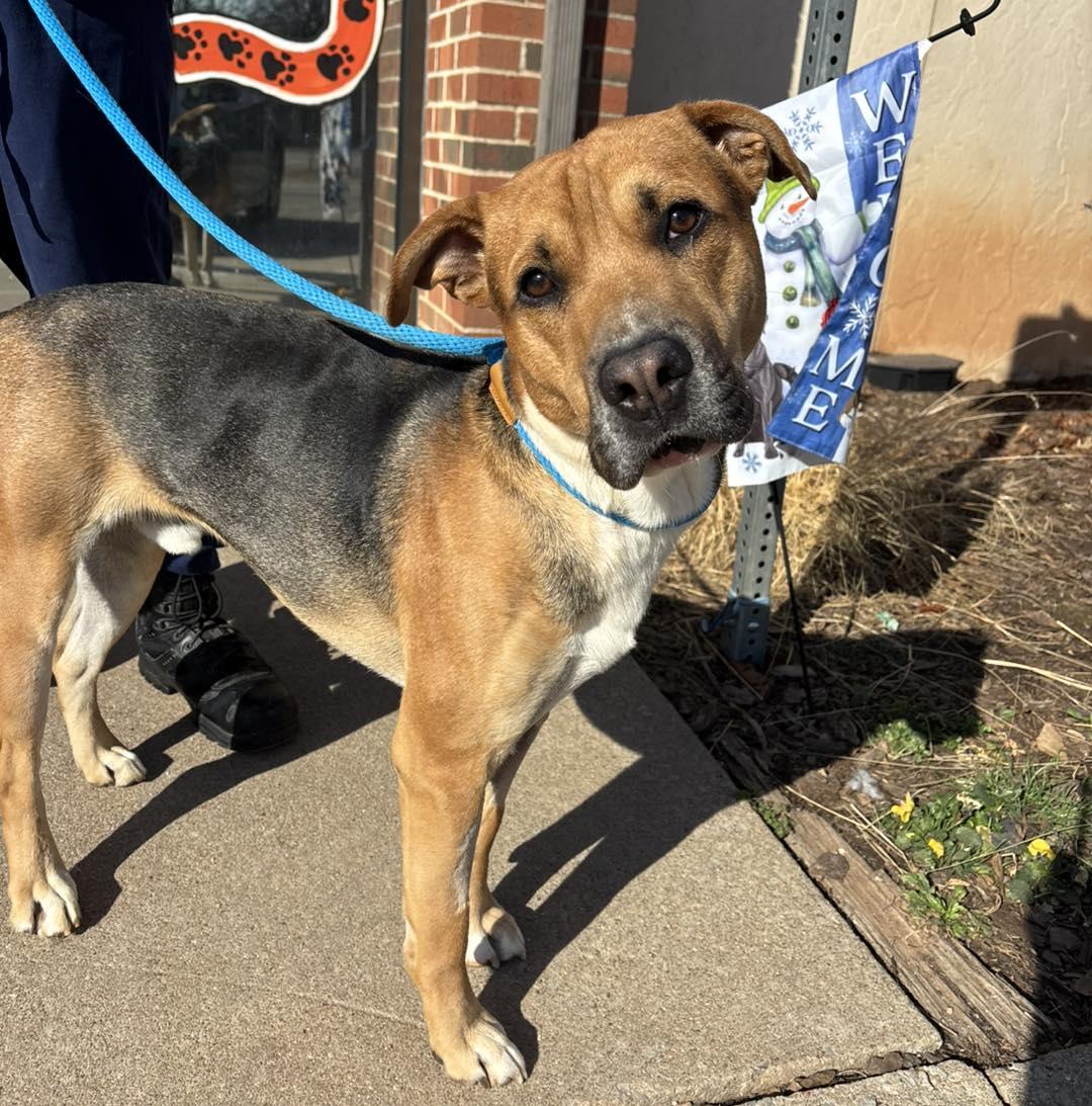 Enlarge Beau, a ADOPTABLE mixed breed in Stillwater, OK image 3/3