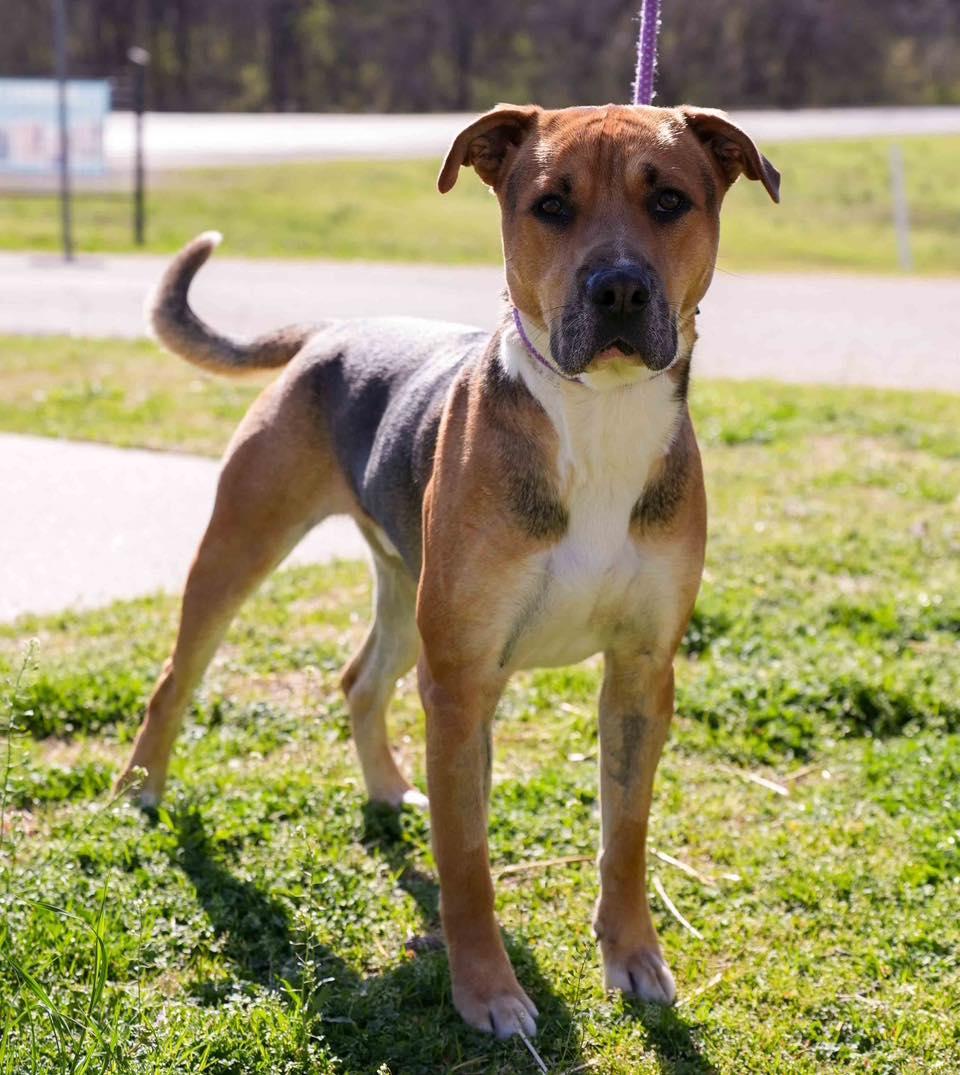 Enlarge Beau, a ADOPTABLE mixed breed in Stillwater, OK image 2/3