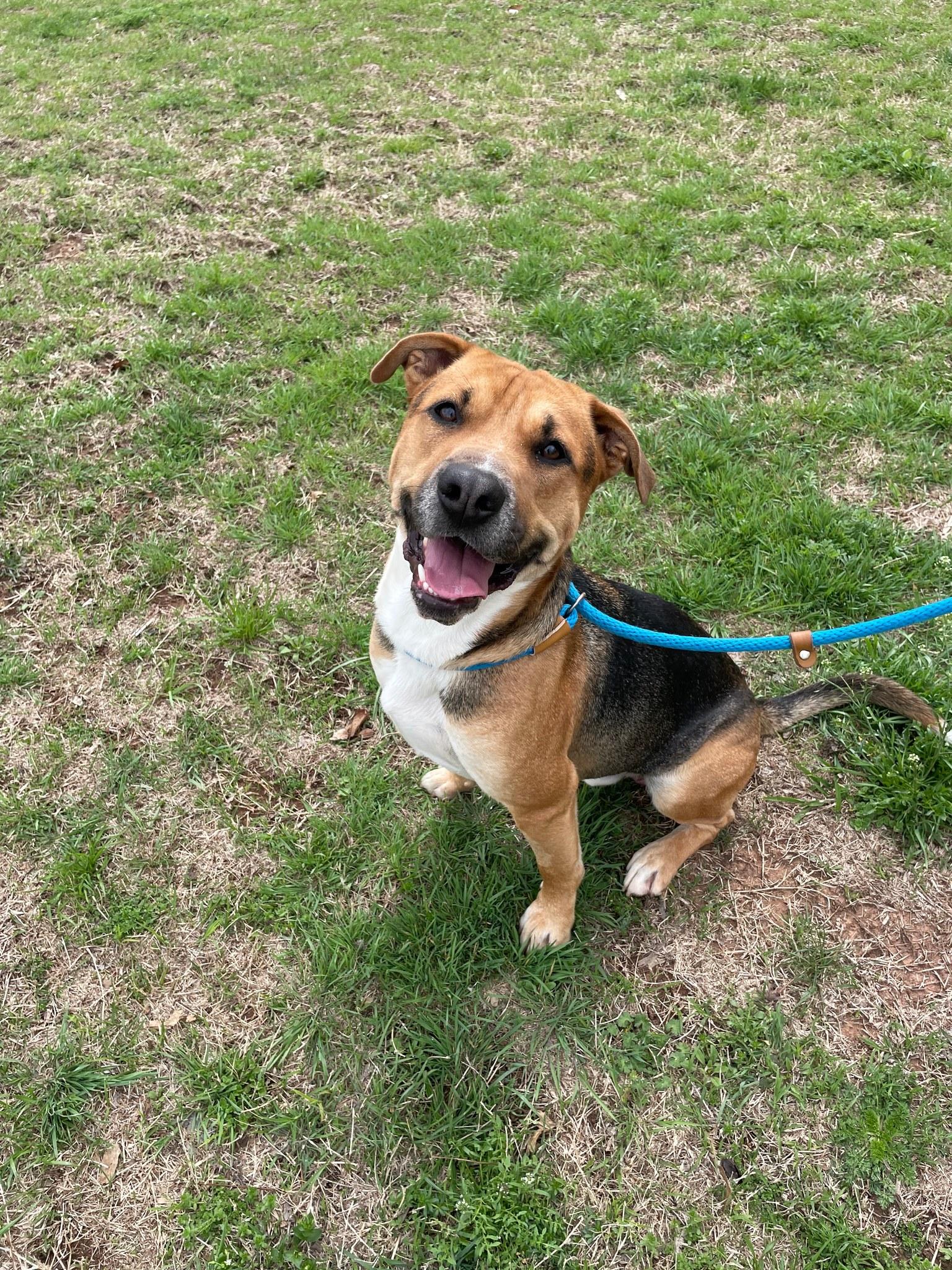 Beau, ADOPTABLE, Adult Male Shepherd.
