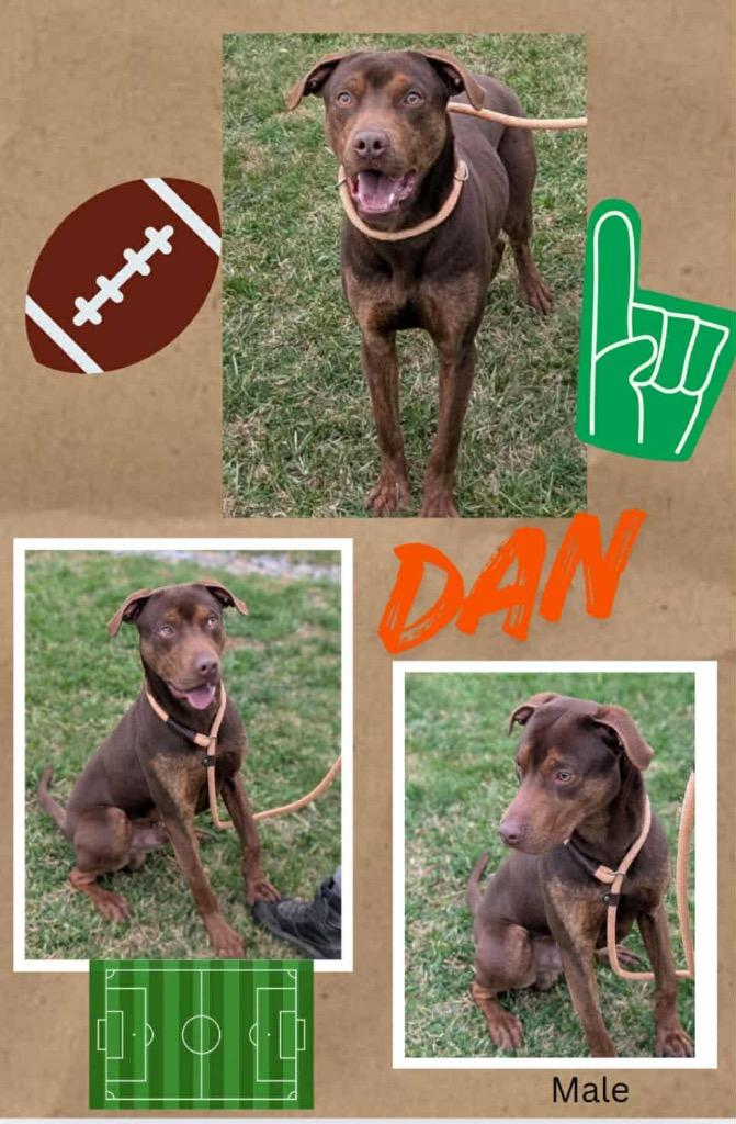 Dan, Adoptable, Young Male Labrador Retriever & Mixed Breed.