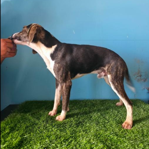 Enlarge Ganon, an adopted mixed breed in Tijuana, BCN image 5/5