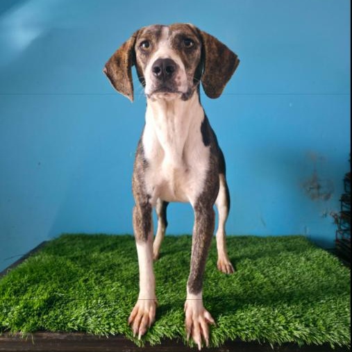 Enlarge Ganon, an adopted mixed breed in Tijuana, BCN image 2/5