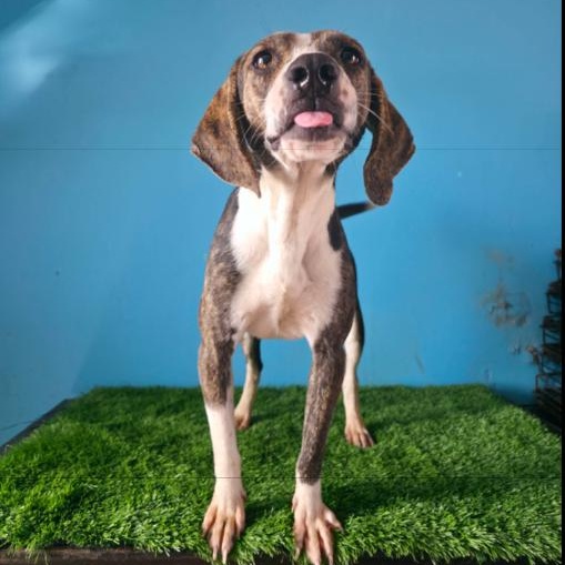 Enlarge Ganon, an adopted mixed breed in Tijuana, BCN image 4/5