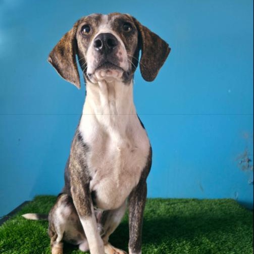 Enlarge Ganon, an adopted mixed breed in Tijuana, BCN image 1/5