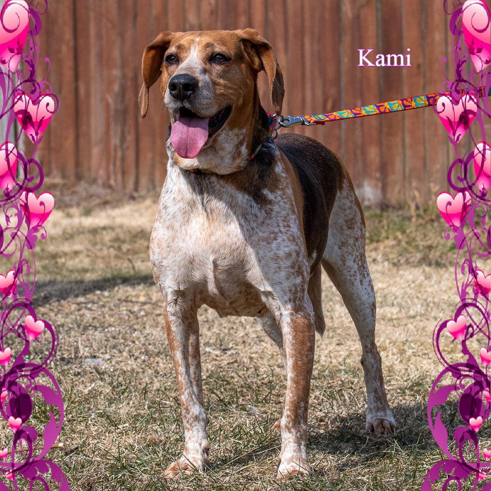 Cami/ADOPTED!!, Adopted, Adult Female Hound.