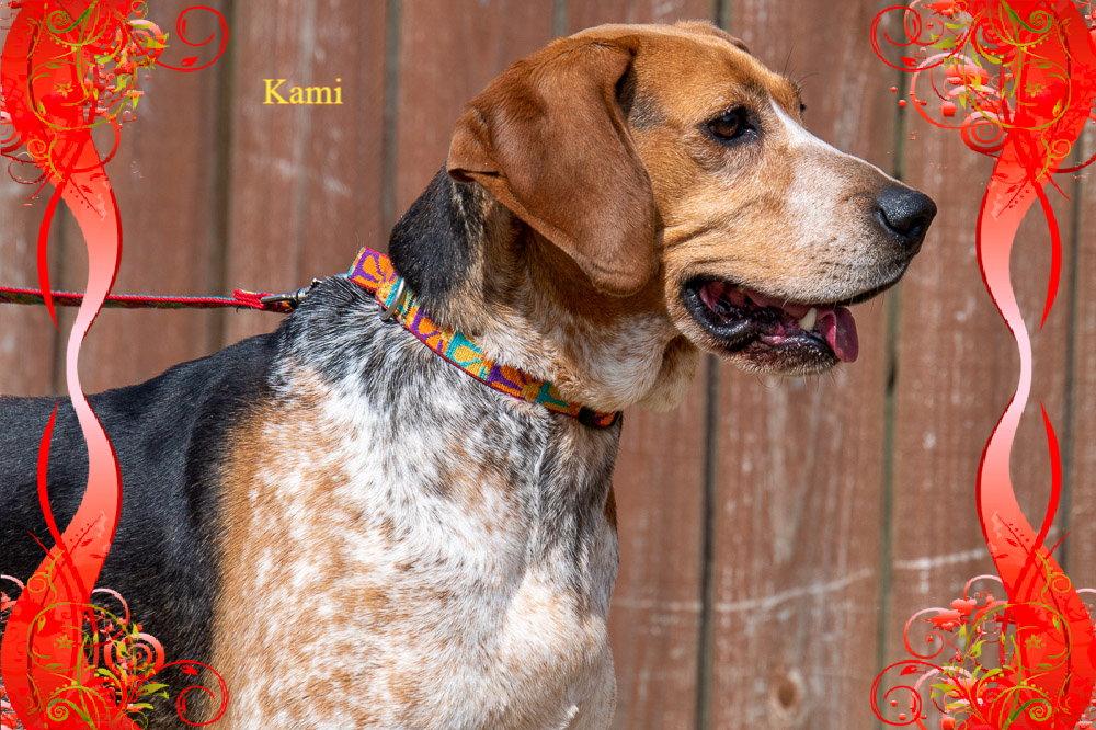 Cami/ADOPTED!!, a Adopted Hound in New Castle, DE image 2/3