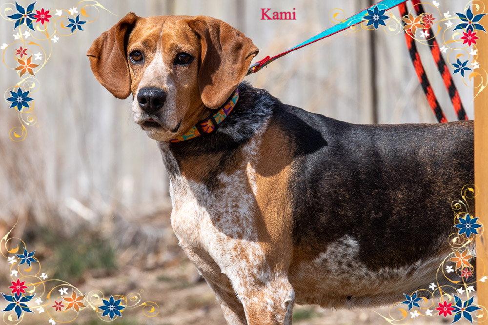 Cami/ADOPTED!!, a Adopted Hound in New Castle, DE image 3/3