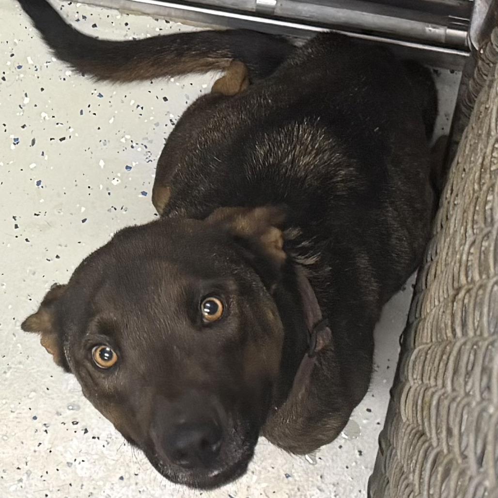 Guinness, Adoptable, Adult Male Shepherd & Mixed Breed.