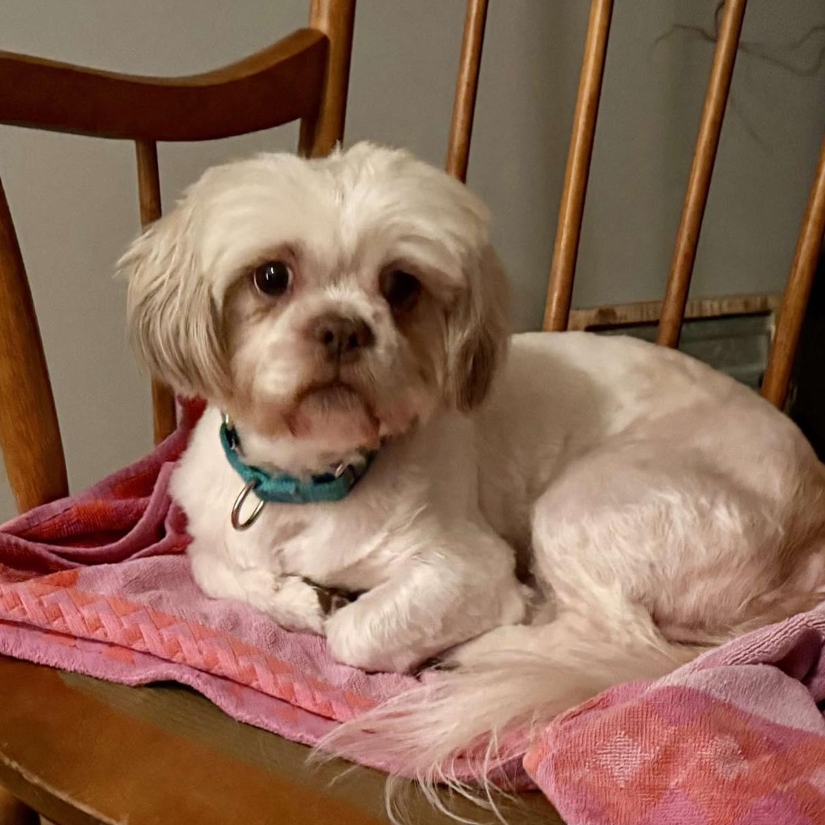 Enlarge Cricket, an adopted mixed breed in Rochester, NY image 1/6