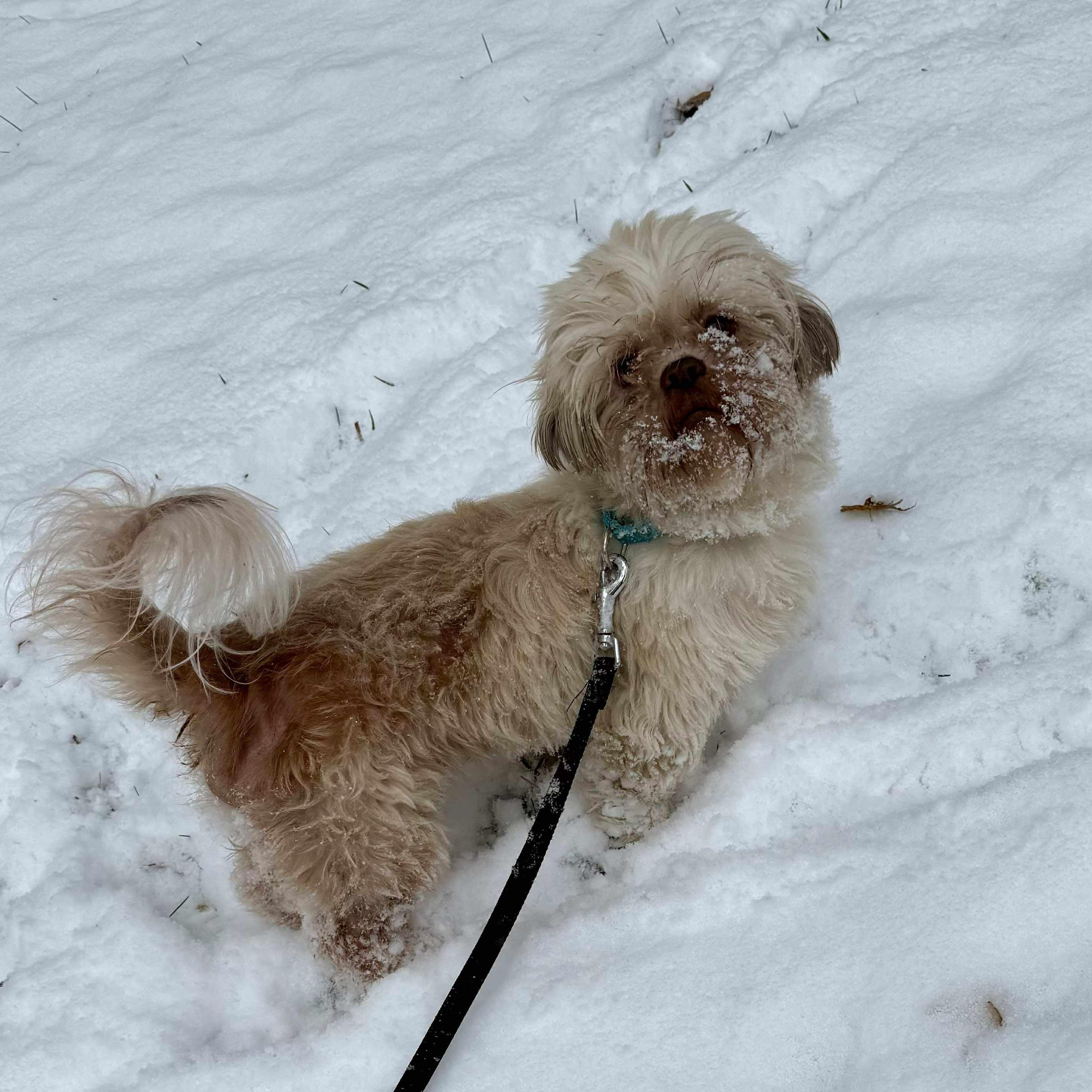 Enlarge Cricket, an adopted mixed breed in Rochester, NY image 2/6