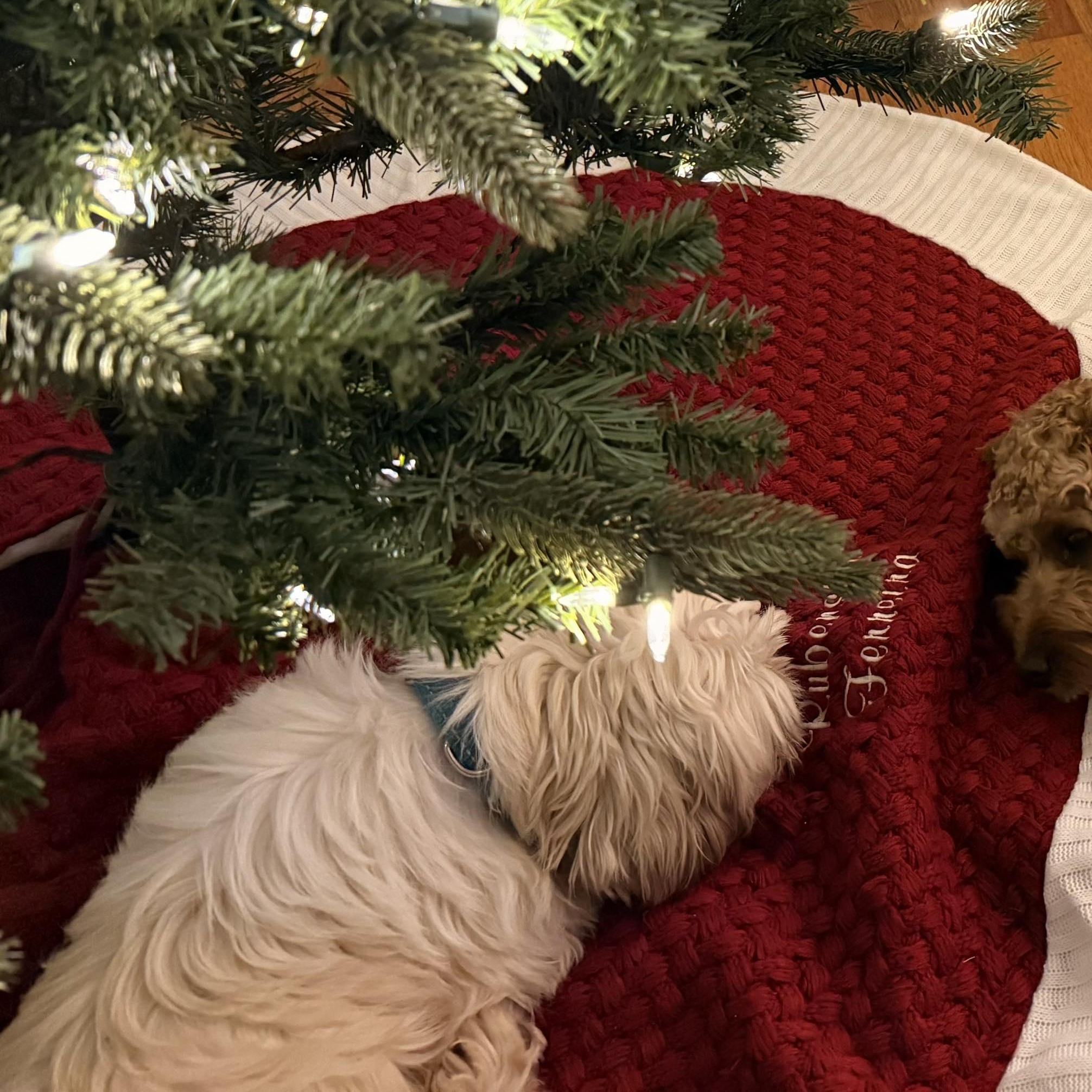 Enlarge Cricket, an adopted mixed breed in Rochester, NY image 3/6