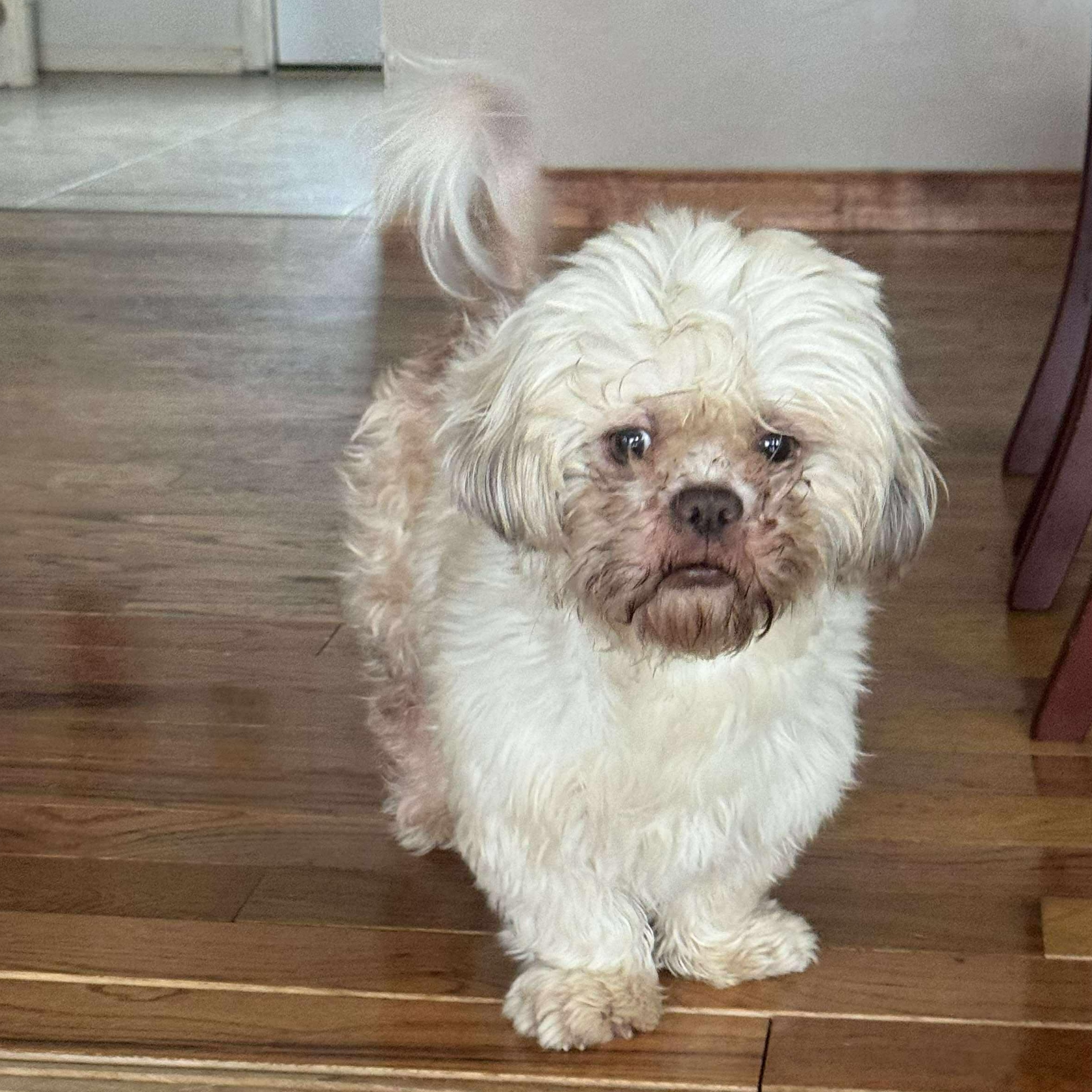 Enlarge Cricket, an adopted mixed breed in Rochester, NY image 4/6