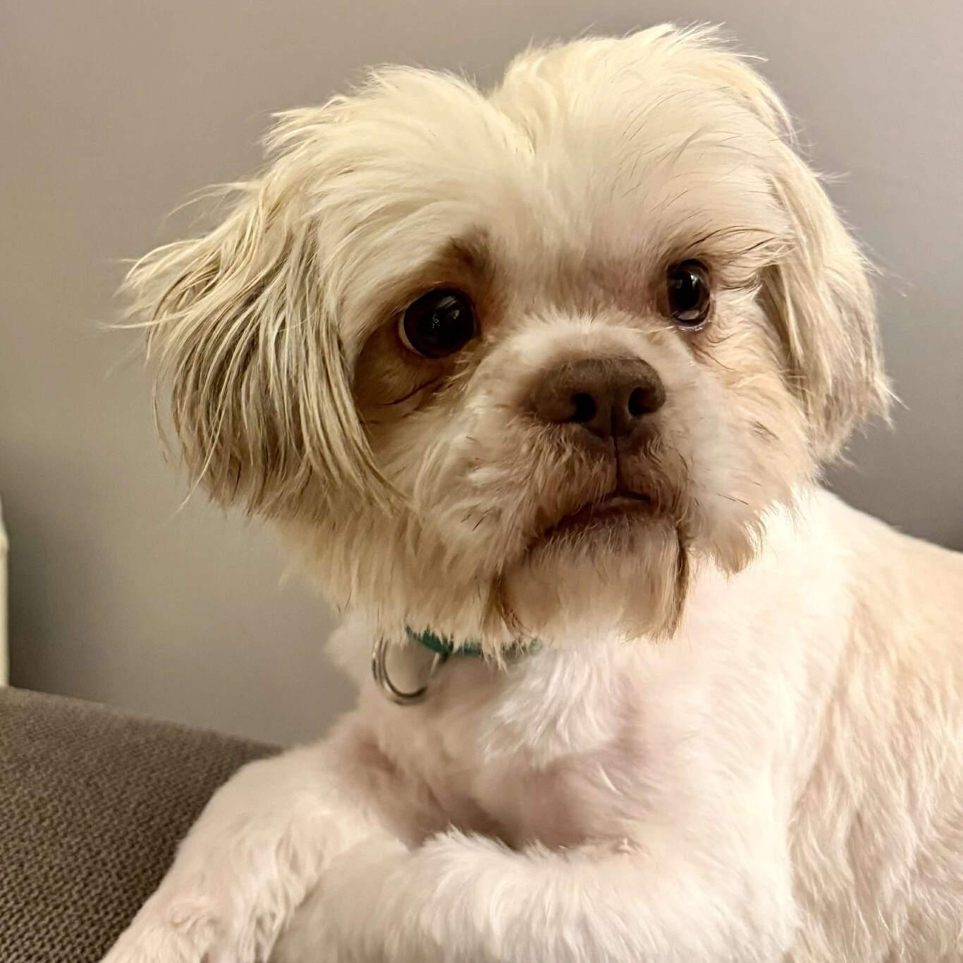 Enlarge Cricket, an adopted mixed breed in Rochester, NY image 5/6