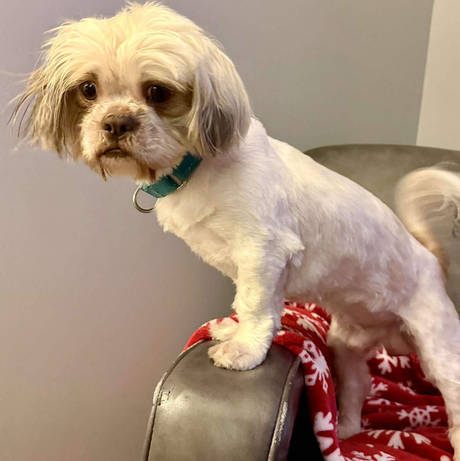 Enlarge Cricket, an adopted mixed breed in Rochester, NY image 6/6