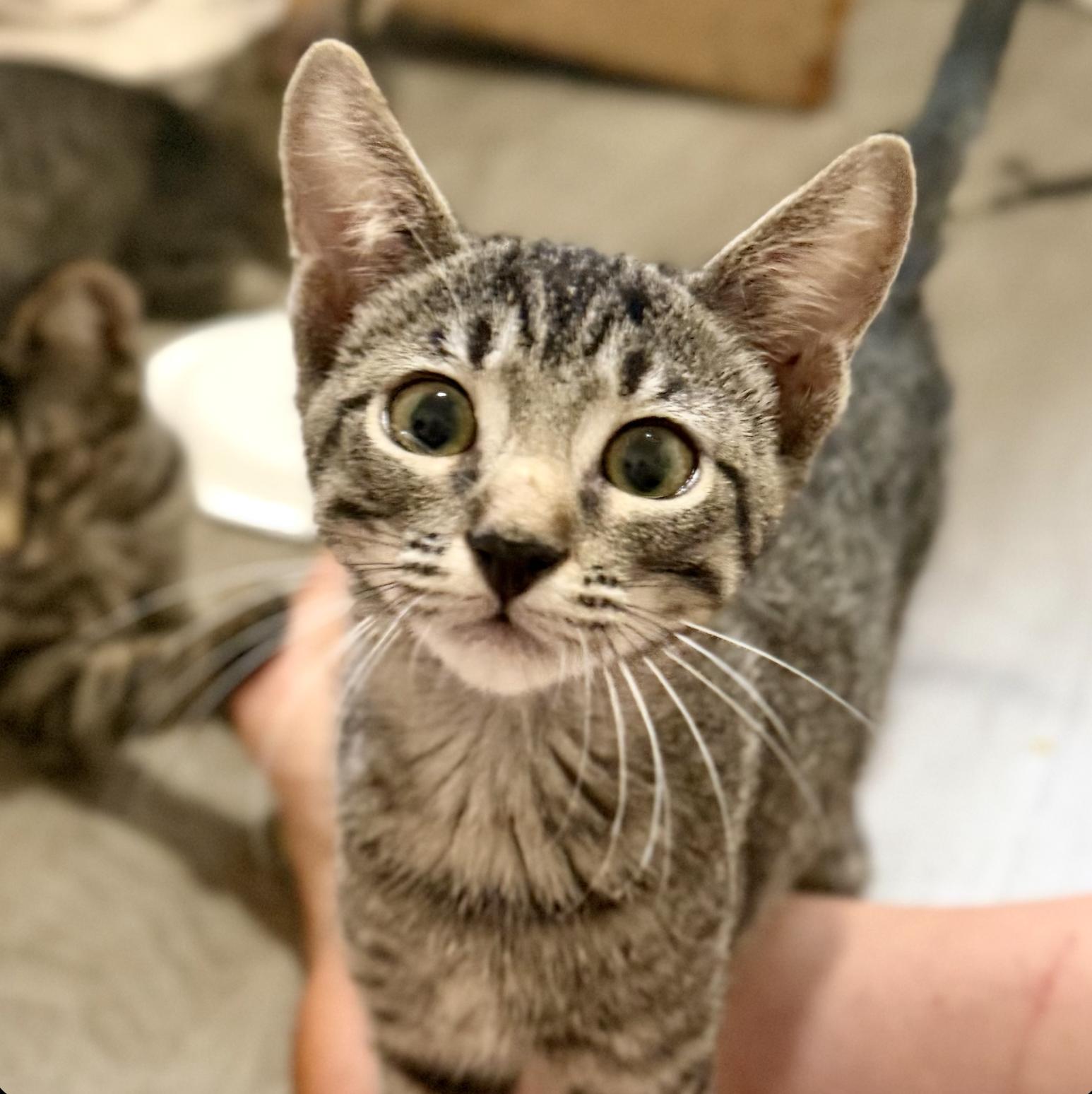 Enlarge Hodor, a Adoptable Domestic Short Hair in Sonora, CA image 1/1