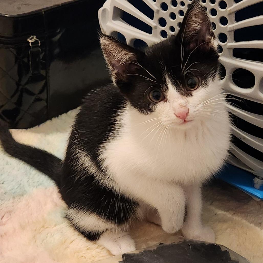 Charmin, Adoptable, Kitten Female Domestic Short Hair.