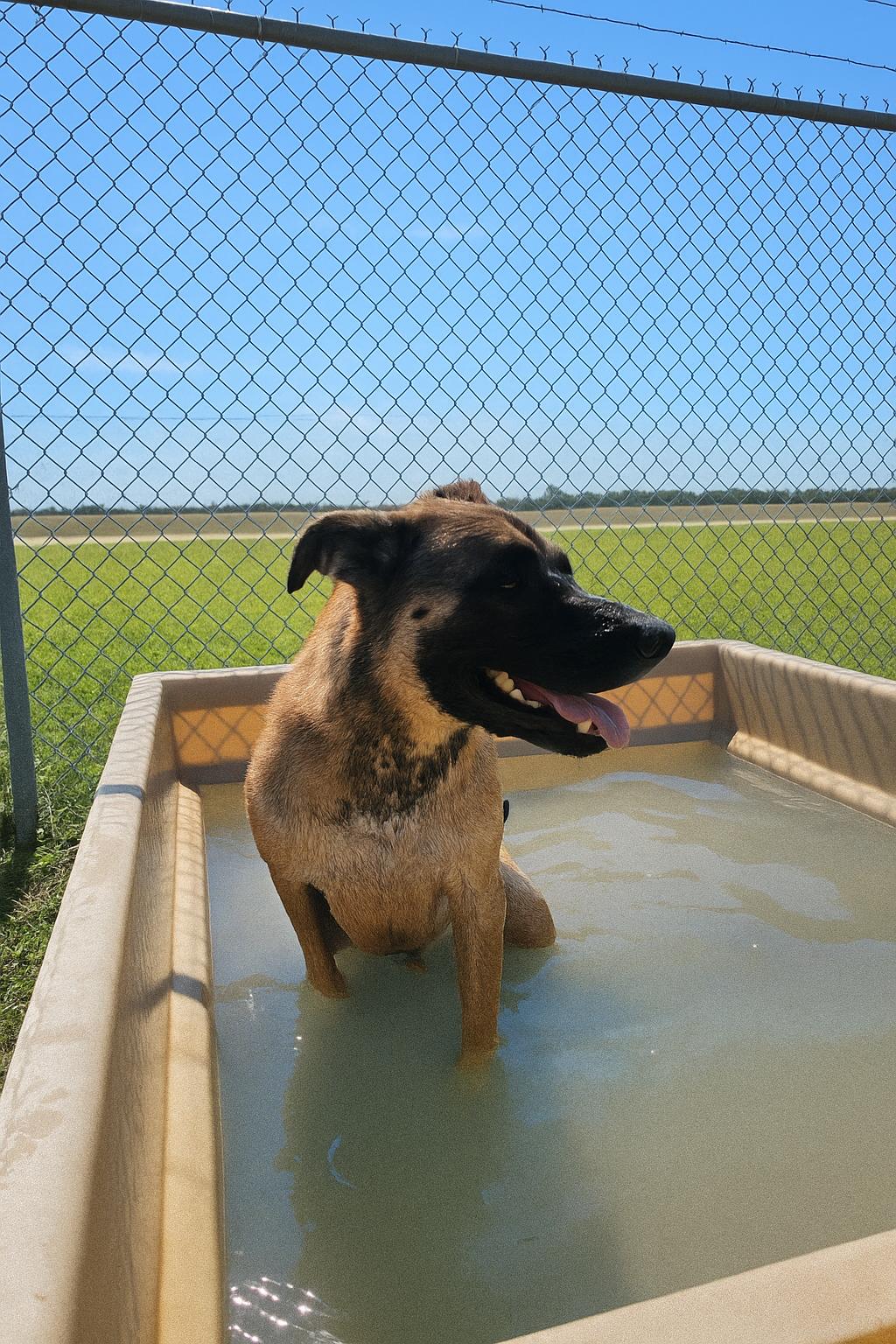 Ace, a Adoptable mixed breed in Port Lavaca, TX image 2/5