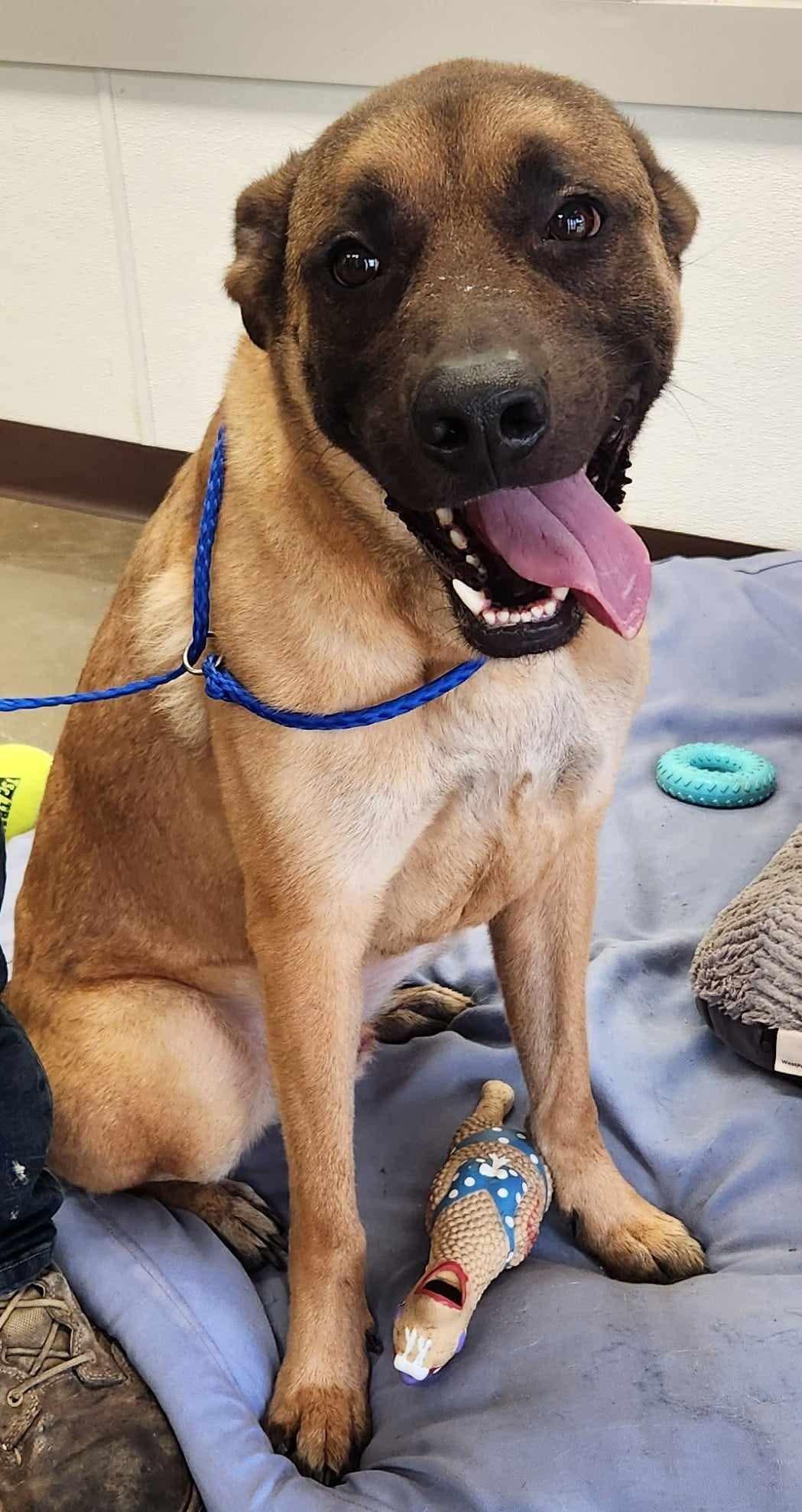 Ace, a Adoptable mixed breed in Port Lavaca, TX image 2/4