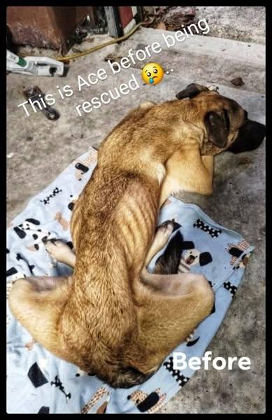 Ace, a Adoptable mixed breed in Port Lavaca, TX image 4/4