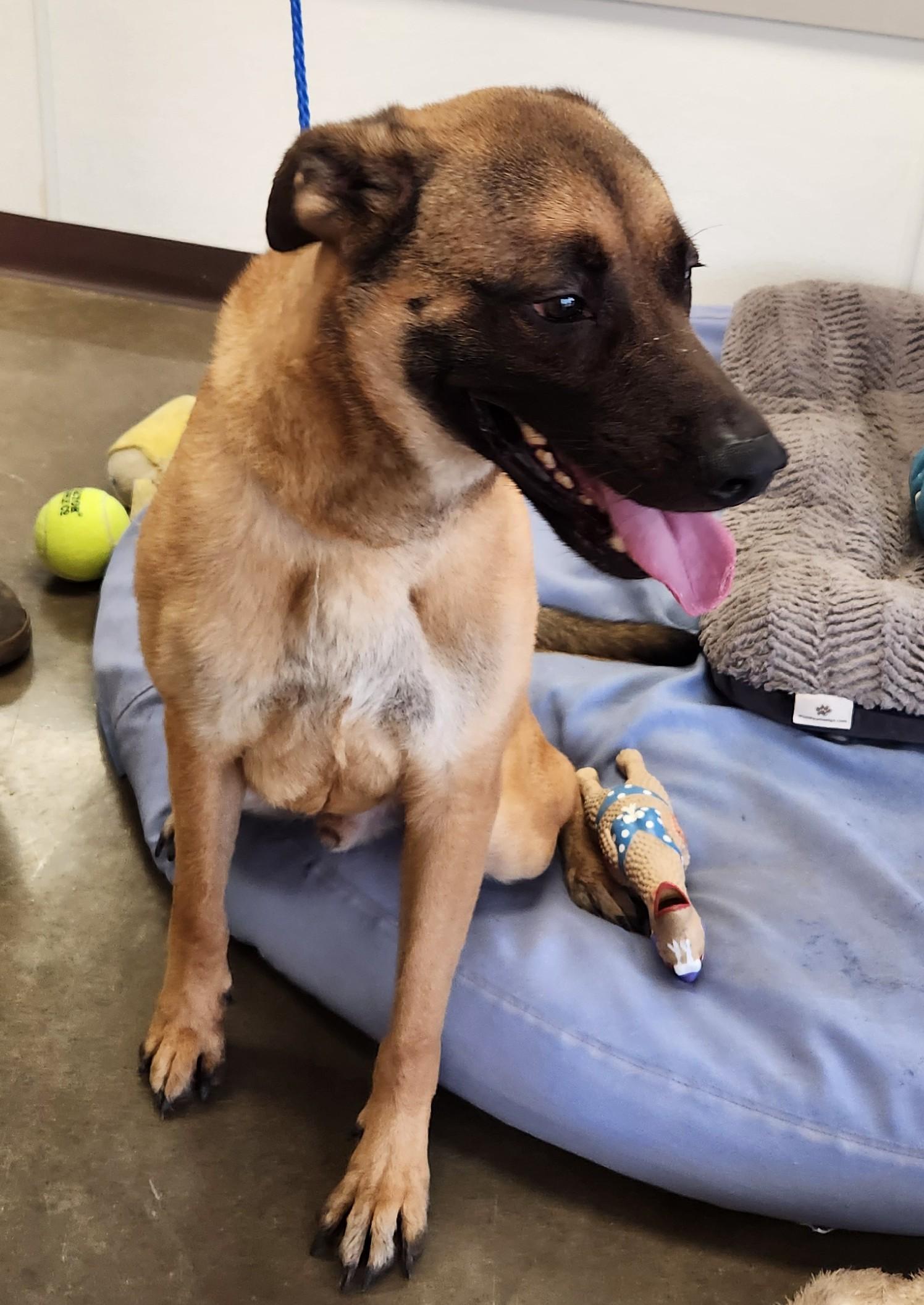 Ace, a Adoptable mixed breed in Port Lavaca, TX image 3/4