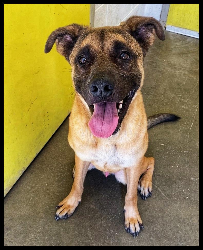 Ace, a Adoptable mixed breed in Port Lavaca, TX image 1/4