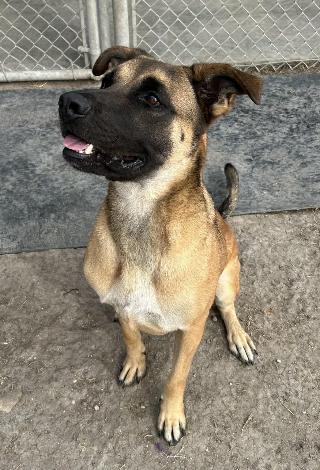 Ace, Adoptable, Adult Male Belgian Shepherd / Malinois.
