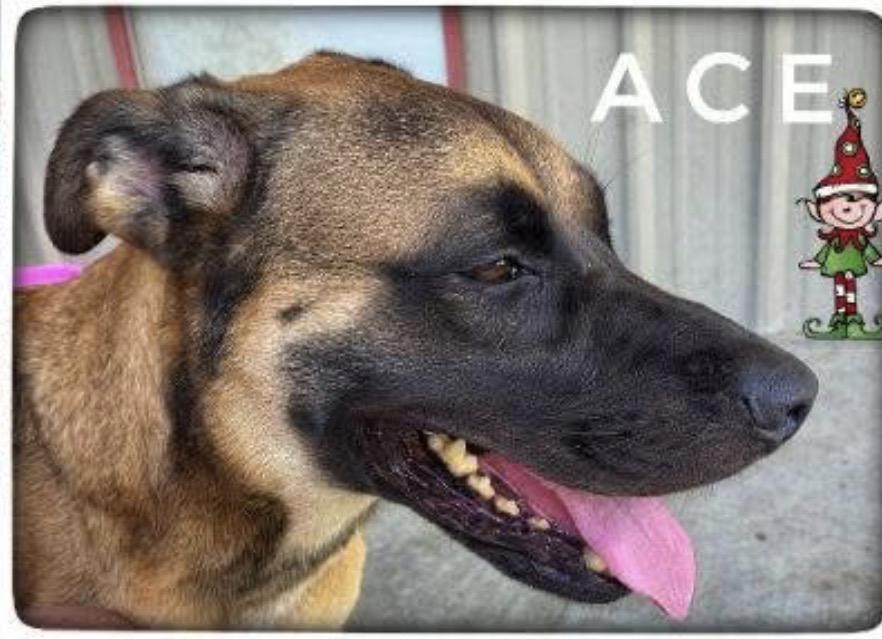 Enlarge Ace, an adoptable mixed breed in Port Lavaca, TX image 3/6