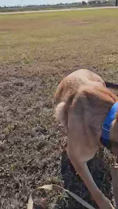 Enlarge Ace, a Adoptable mixed breed in Port Lavaca, TX video 5/5