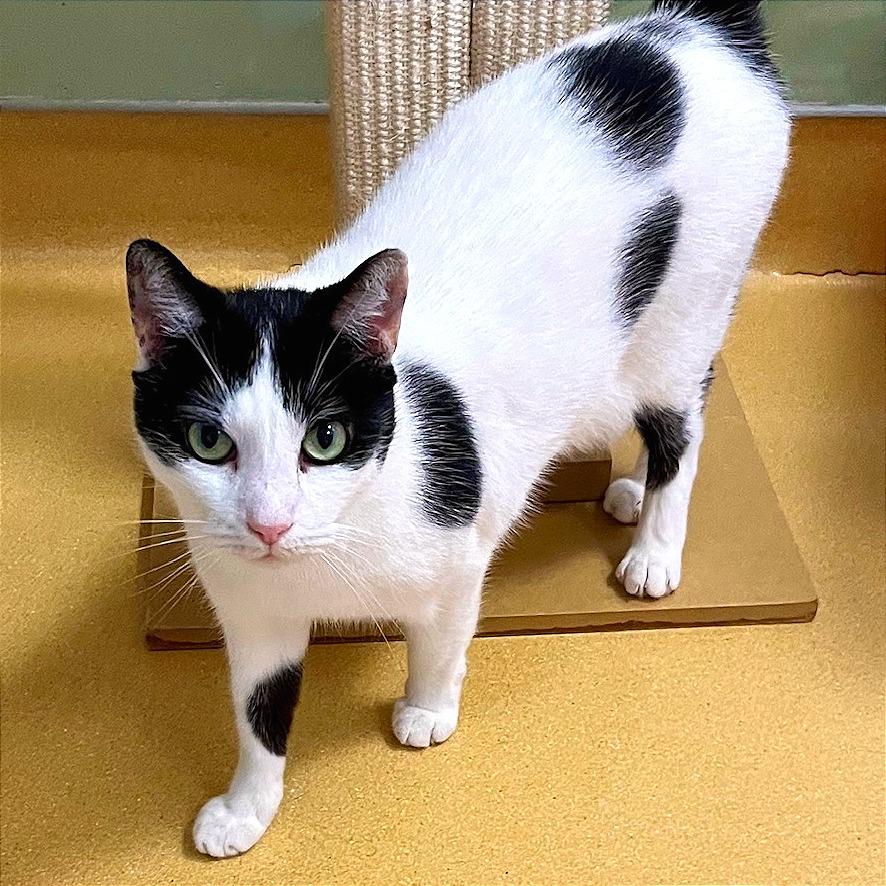Ramen, an adoptable Domestic Short Hair in Hudson, NY, 12534 | Photo Image 1