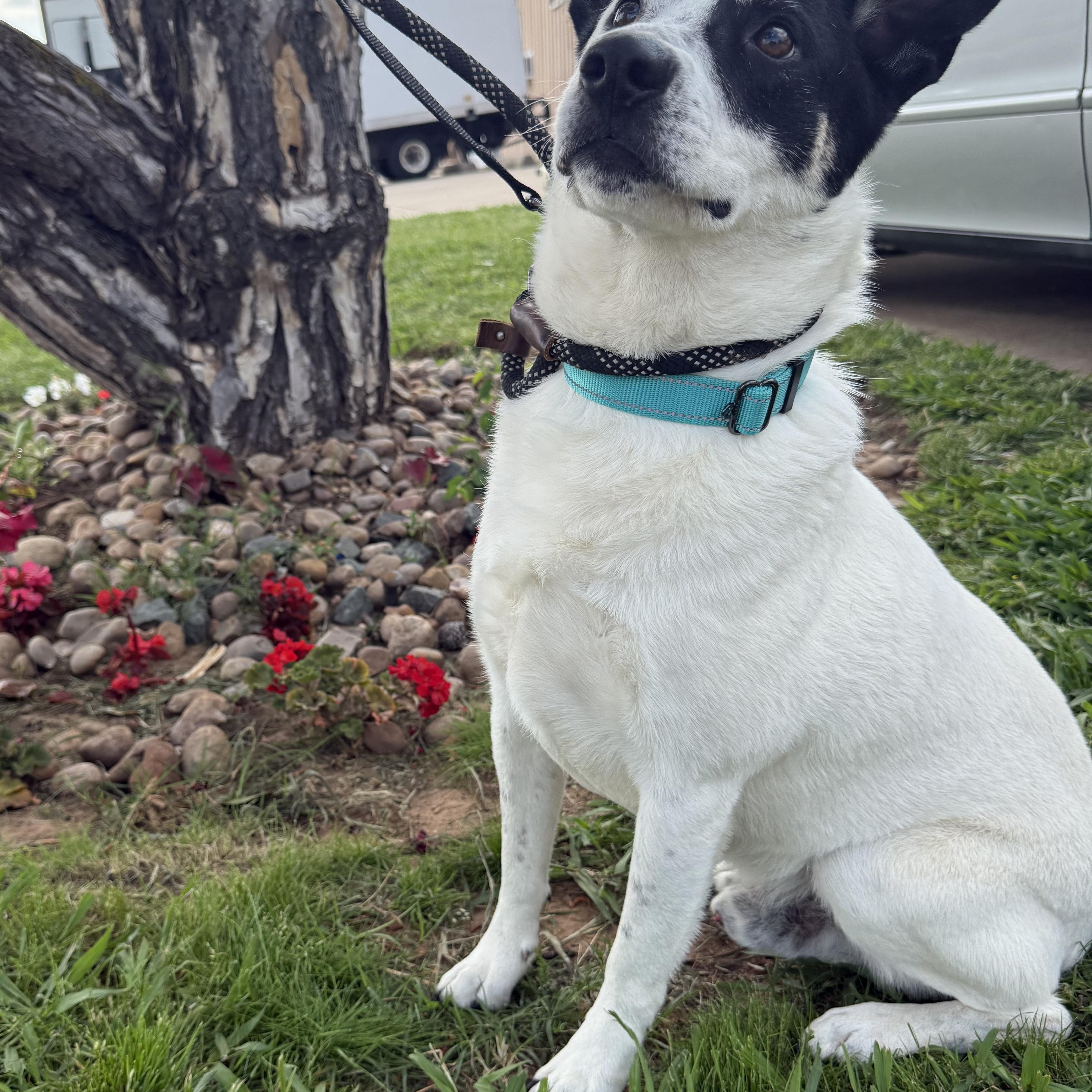 Charlie Brown — thumbnail 2