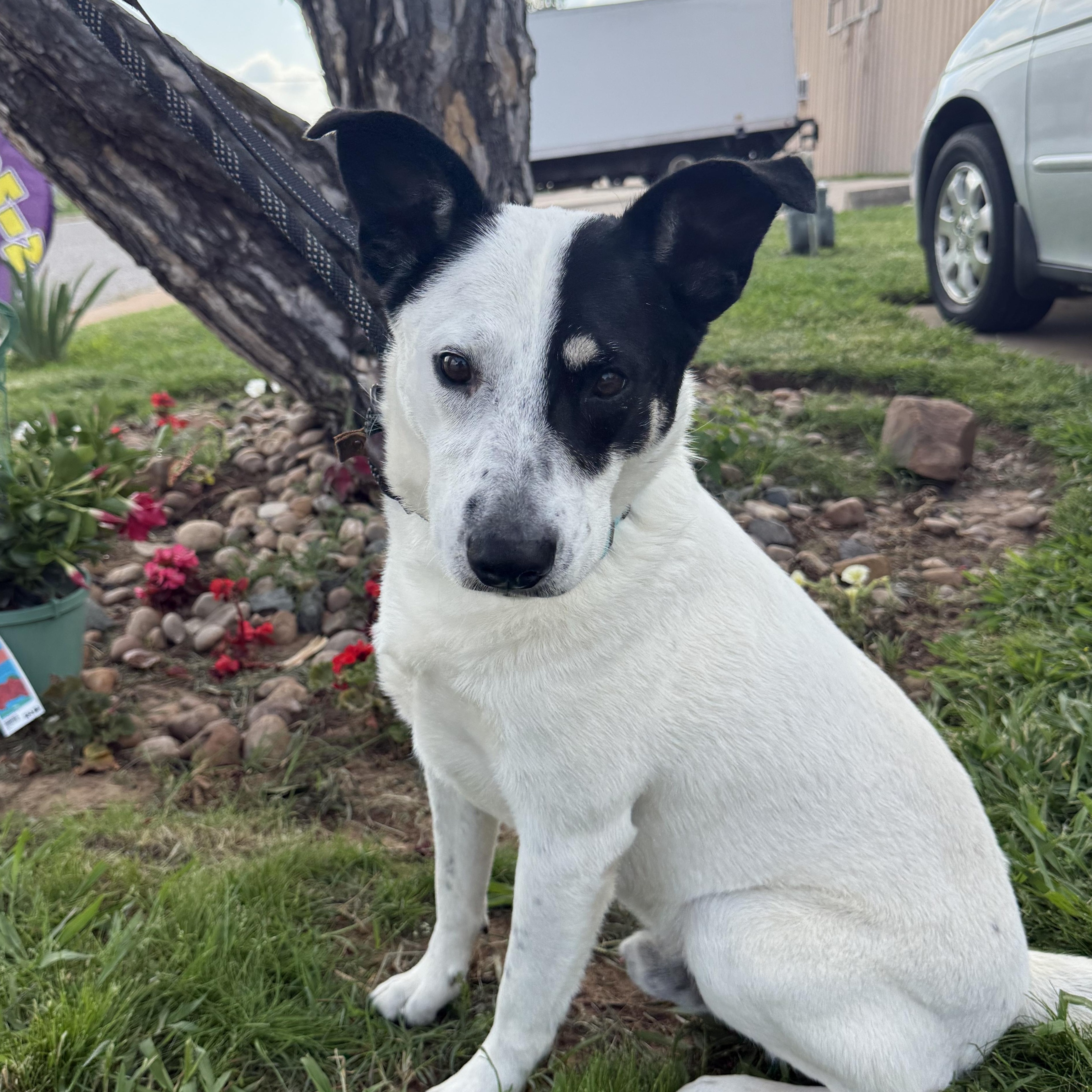 Charlie Brown — thumbnail 3