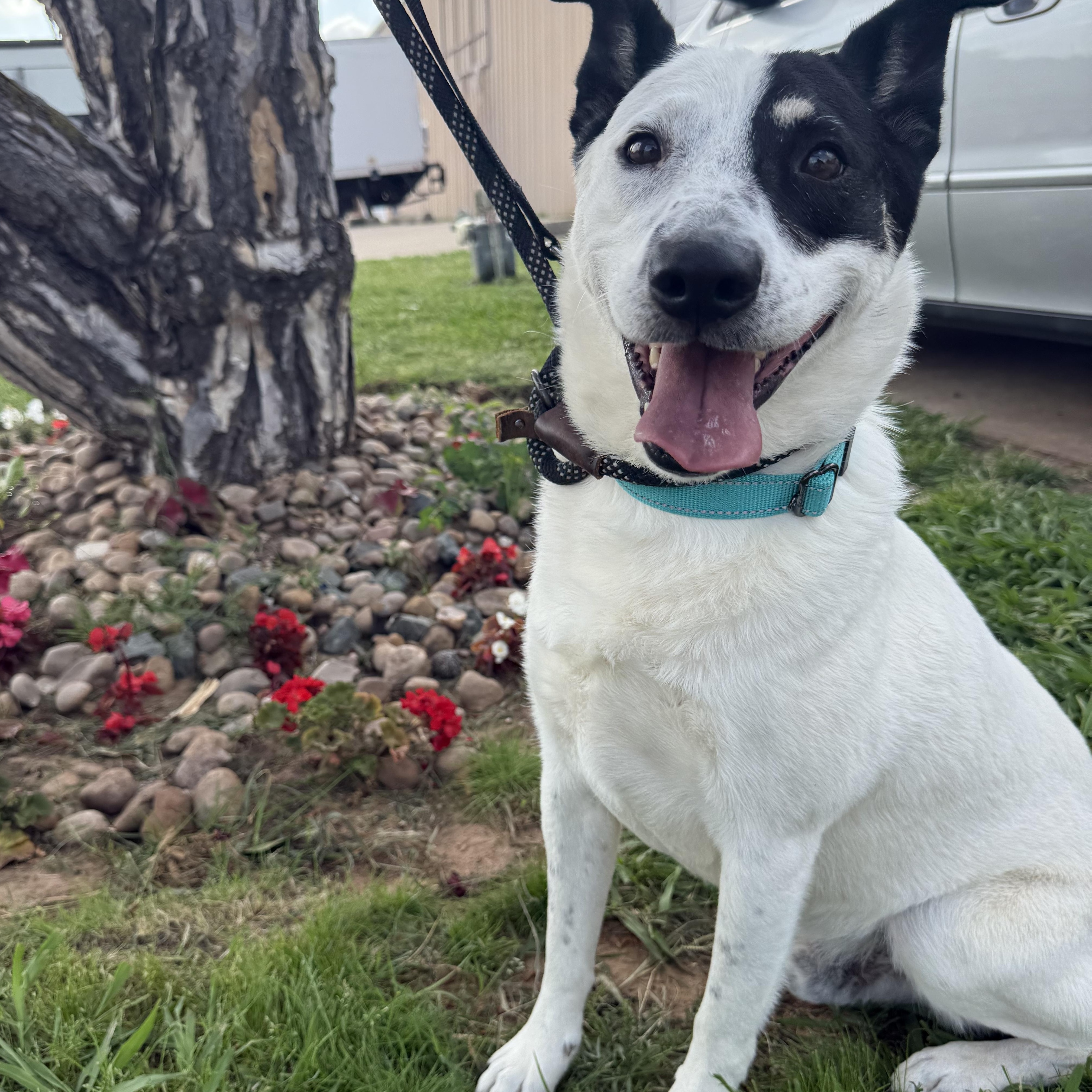 Charlie Brown — thumbnail 4