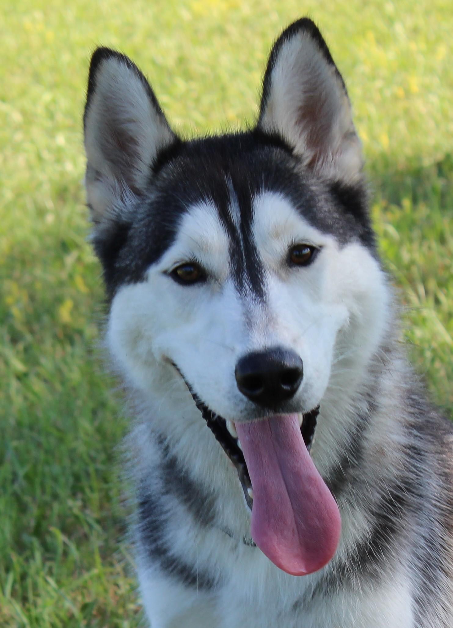 Luna, Adult Female unknown