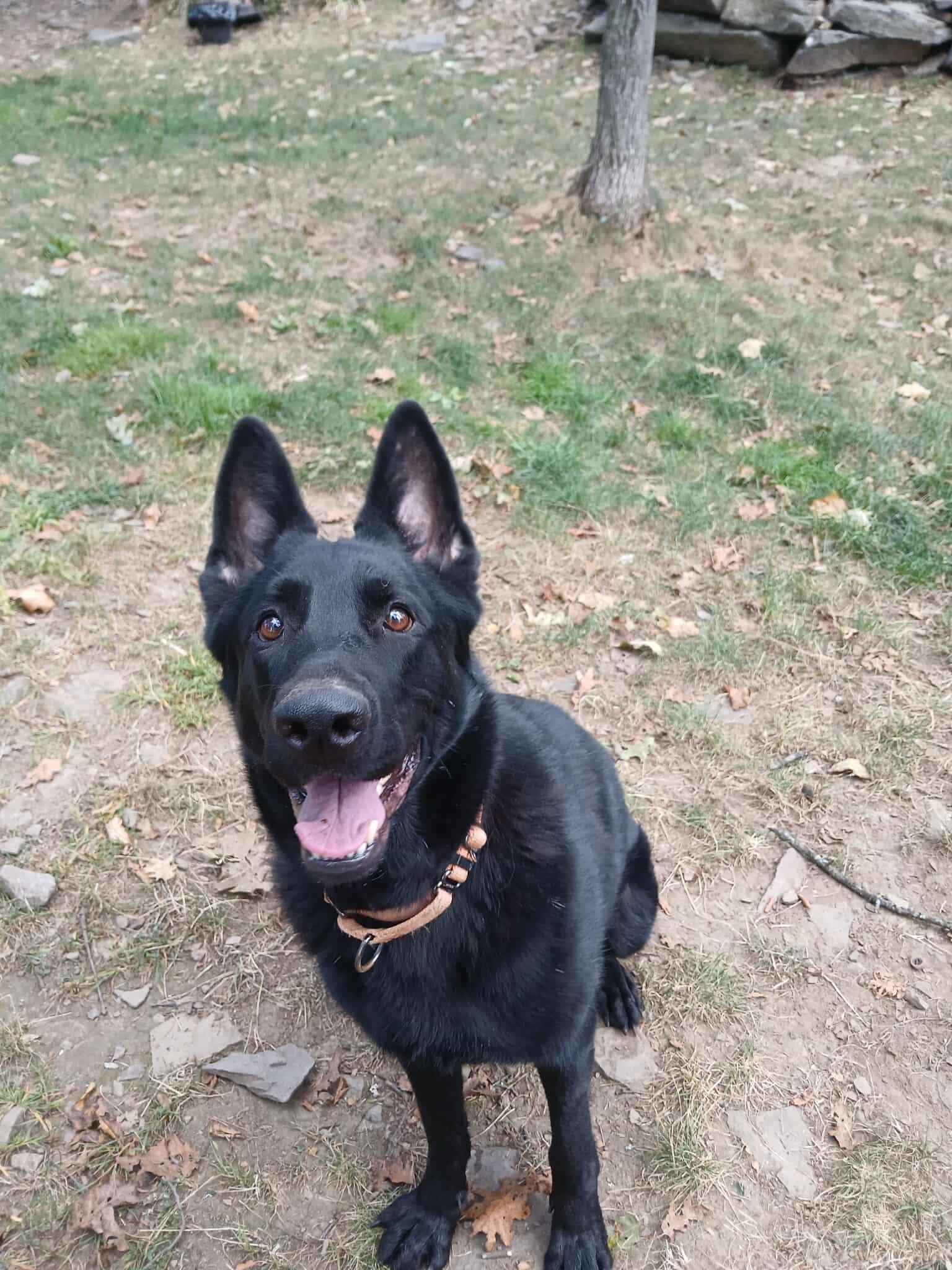 Millie, Adoptable, Young Female German Shepherd Dog.