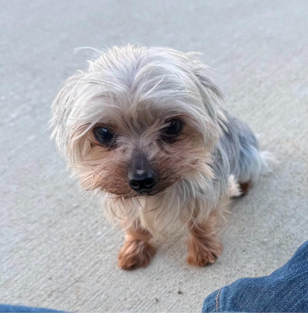 Enlarge Finn aka: Franco, a Adopted Yorkshire Terrier in Sunrise Beach, MO image 1/2